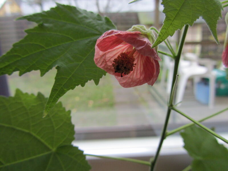 Abutilon plant
