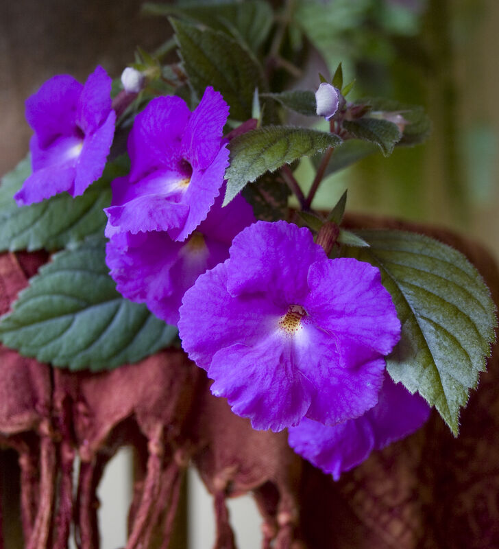 Achimenes plant