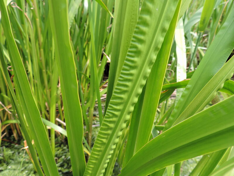 Acorus plant