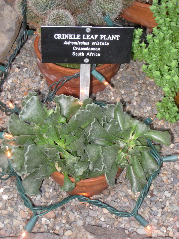 Adromischus plant