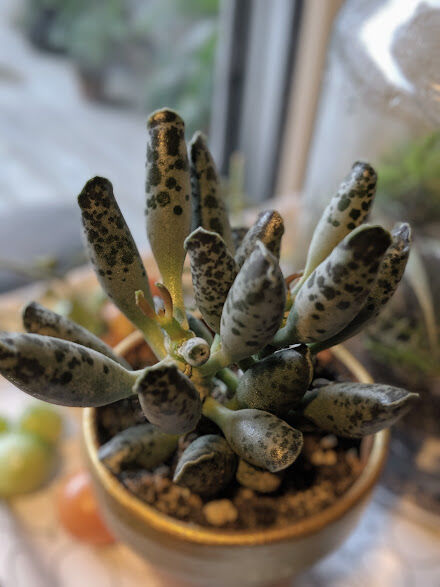 Plover Eggs plant