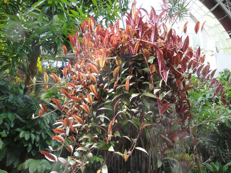 Aeschynanthus plant