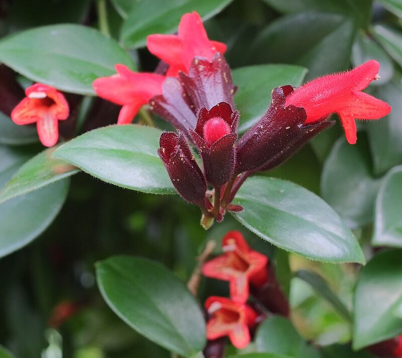 Lipstick Vine plant