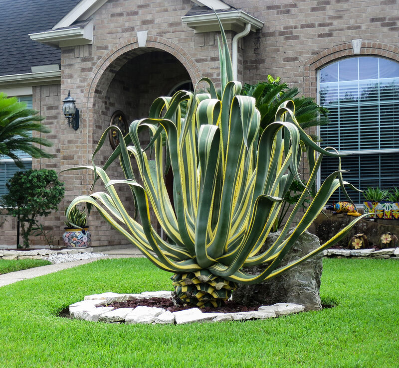 Agave plant