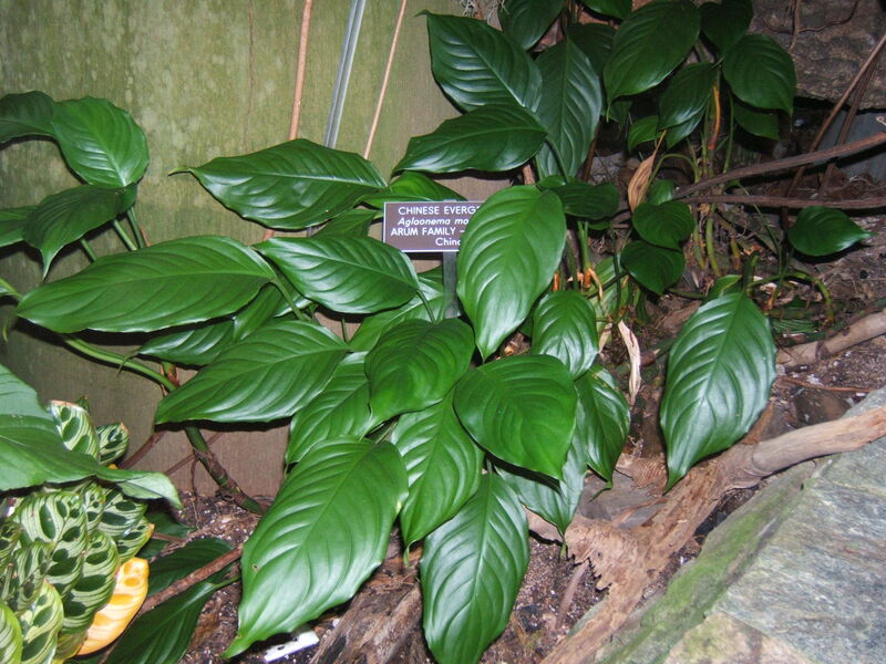 Aglaonema plant