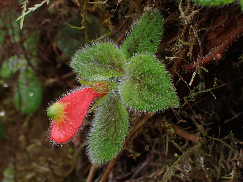 Alloplectus plant