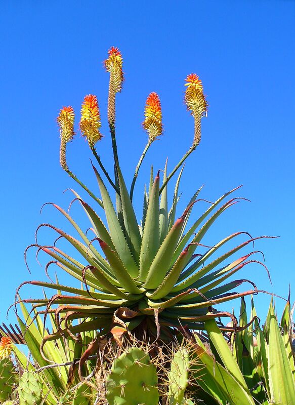 Aloe plant