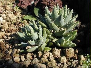 Brevifolia Aloe plant