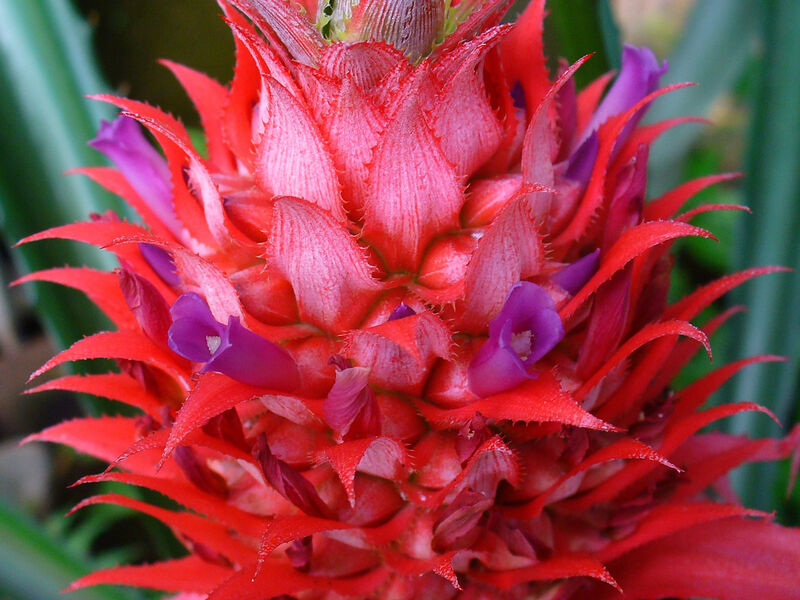 Ananas plant