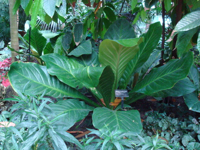 Bird's Nest Anthurium plant