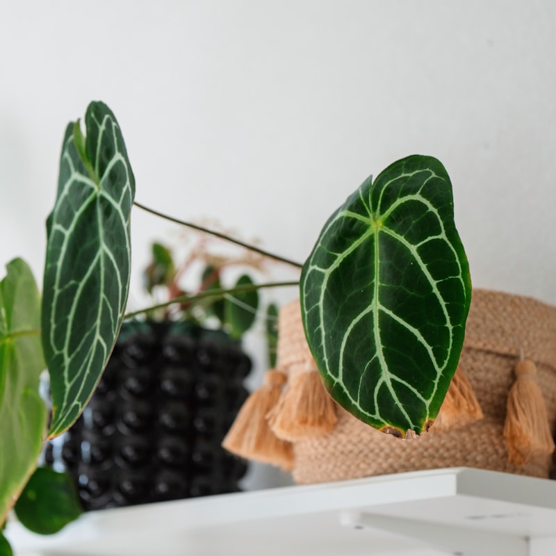 Anthurium Magnificum