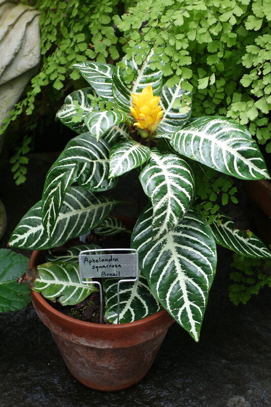 Aphelandra plant