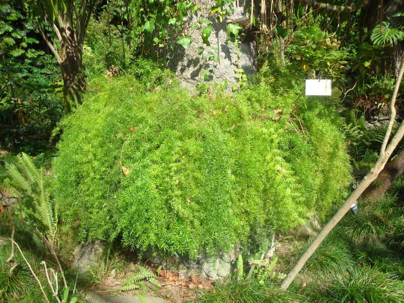 Asparagus plant