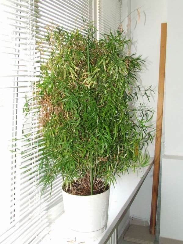 Sickle Thorn plant
