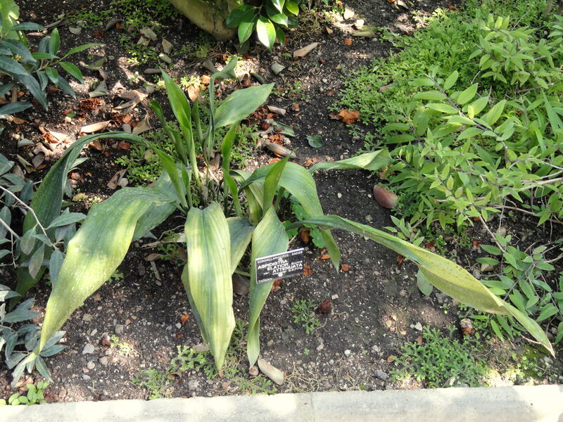 Aspidistra plant