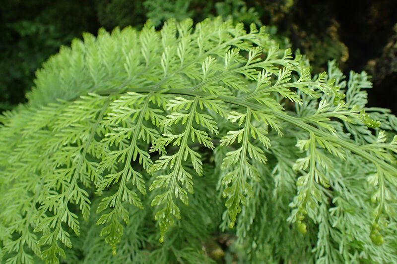 Asplenium daucifolium plant