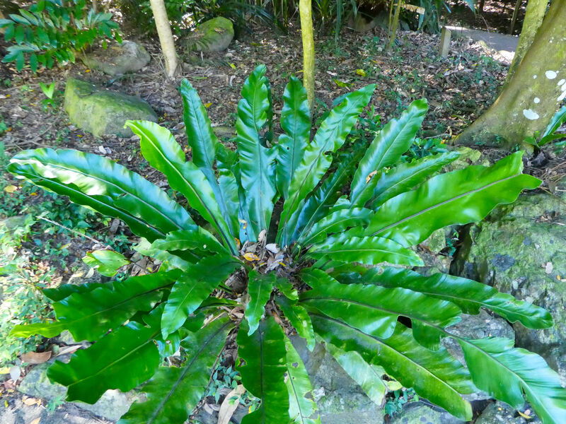 Asplenium plant