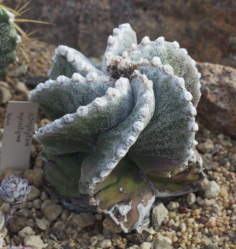 Astrophytum plant