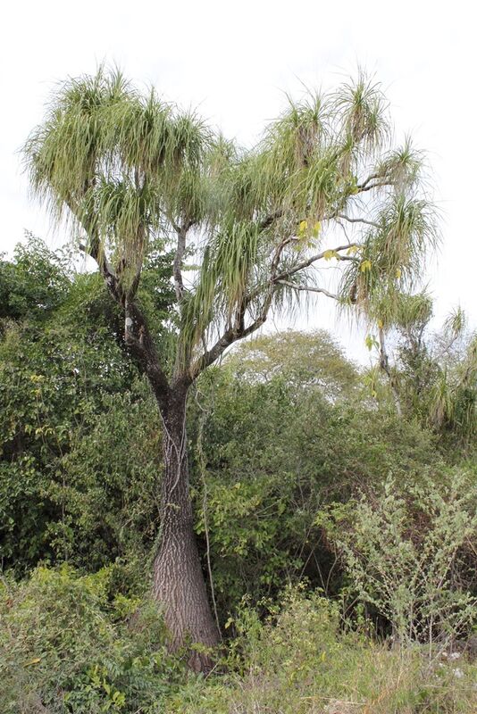 Beaucarnea plant