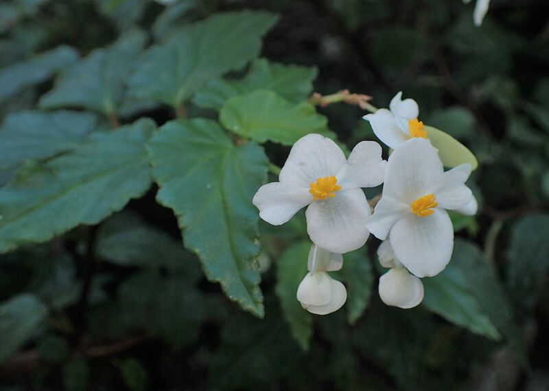 Begonia plant