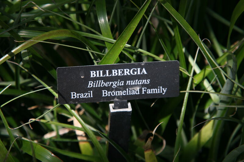 Billbergia plant
