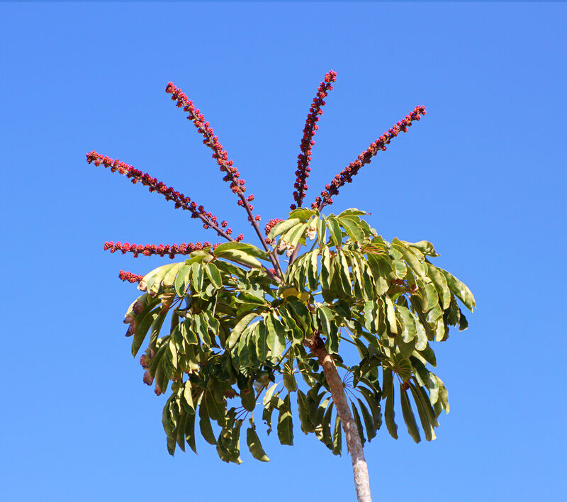 Brassaia plant