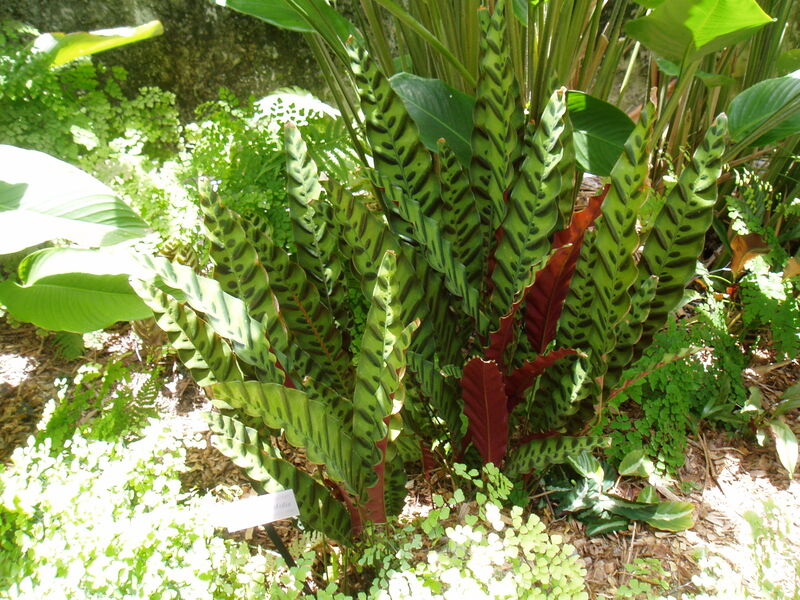 Calathea plant