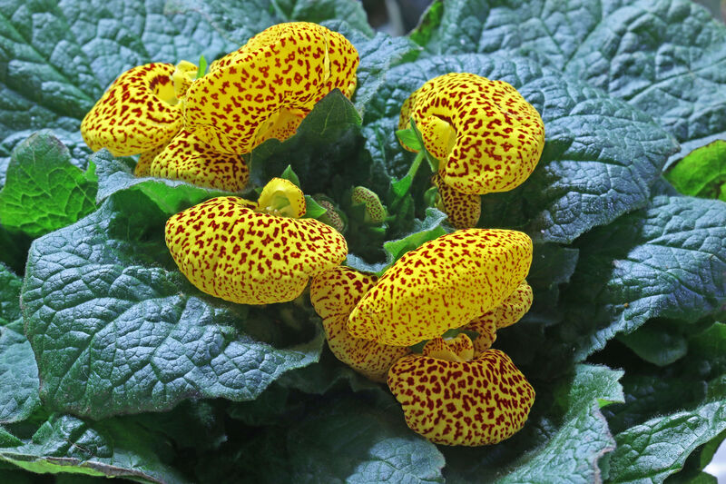 Calceolaria plant