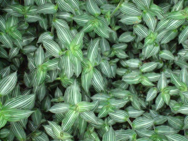 Callisia plant