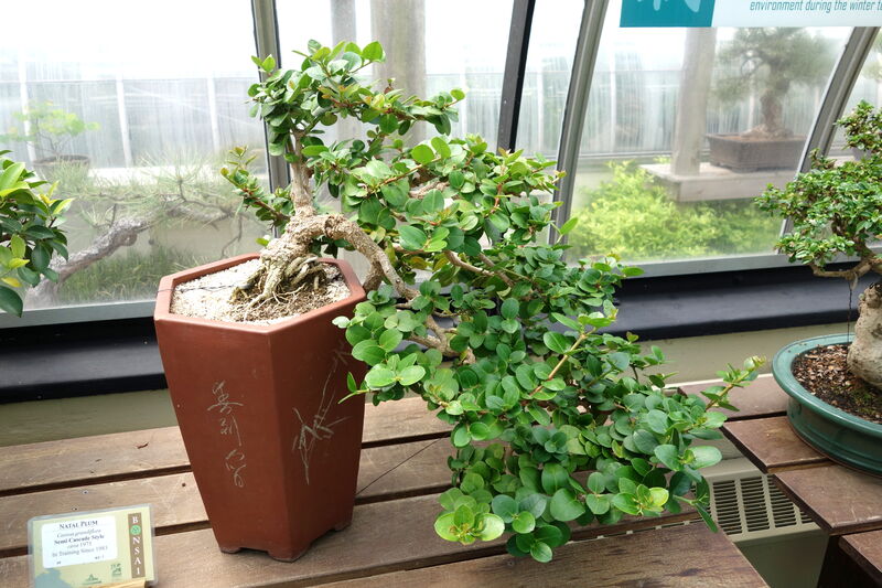 Carissa plant