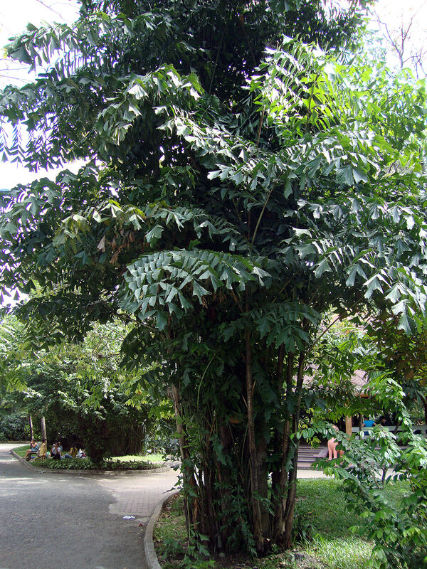 Caryota plant
