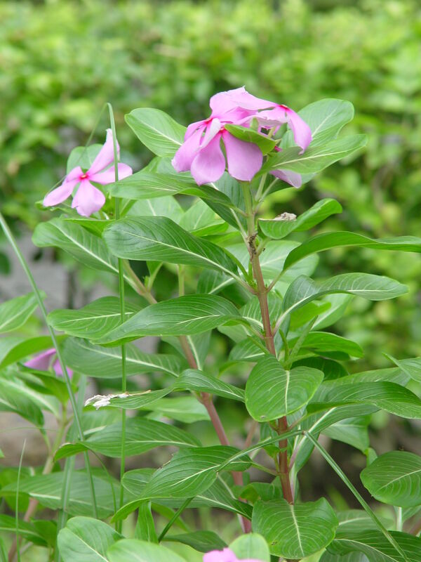 Catharanthus plant