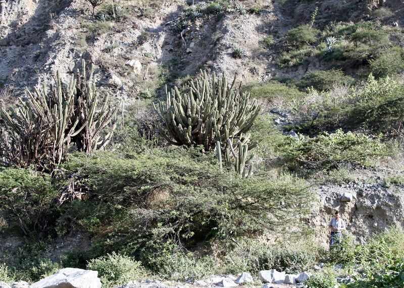 Cereus plant