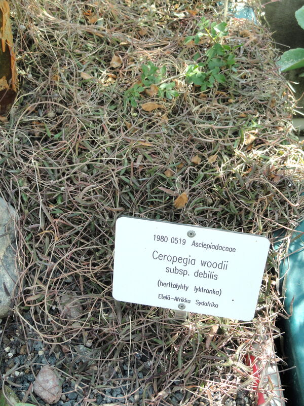 Ceropegia plant