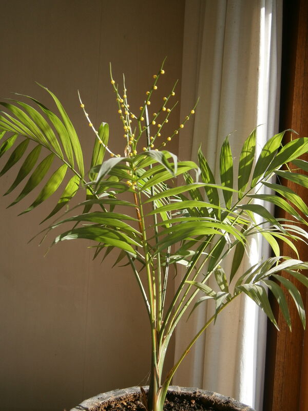 Chamaedorea plant