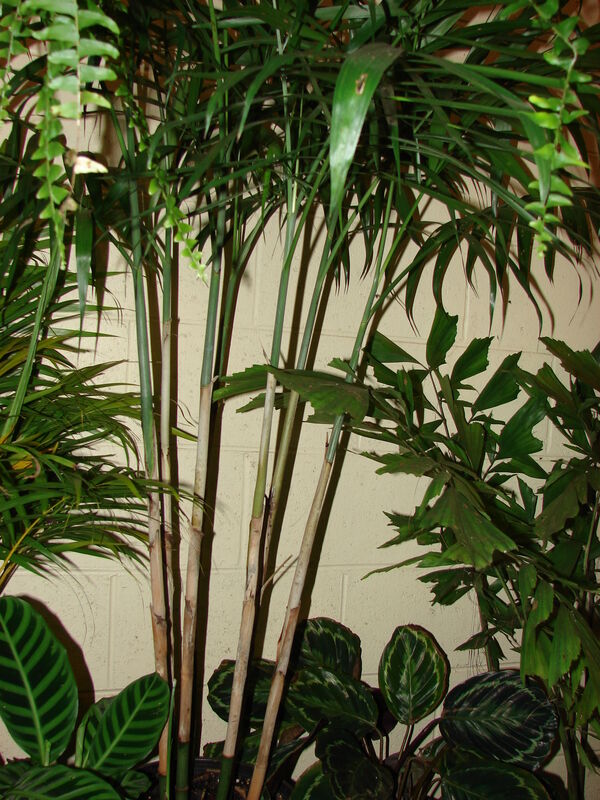 Chamaedorea erumpens plant