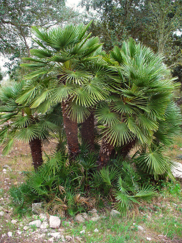 Chamaerops plant