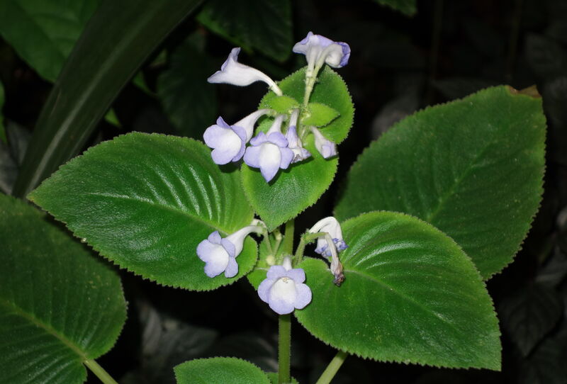Chirita plant