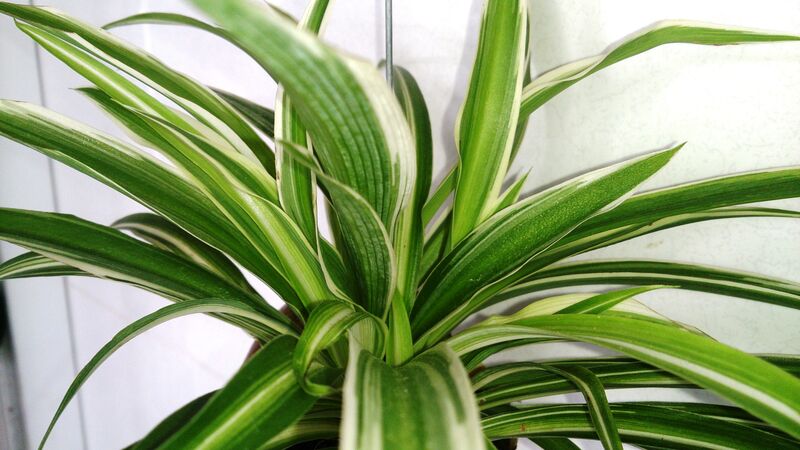 Chlorophytum plant