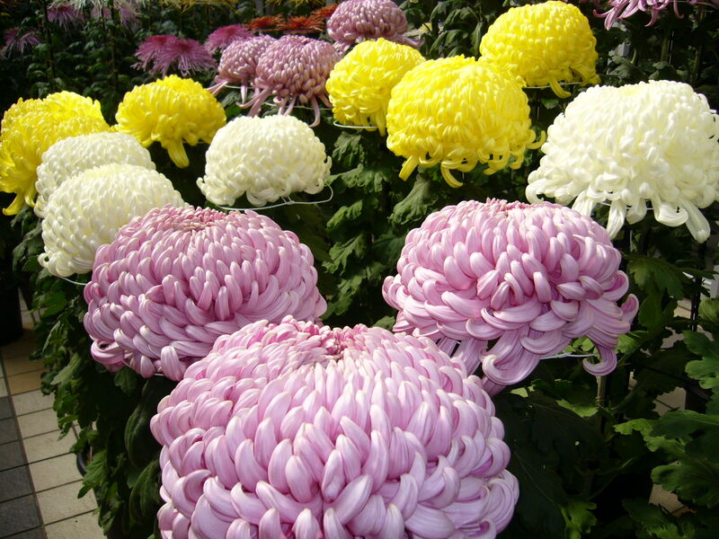 Chrysanthemum plant