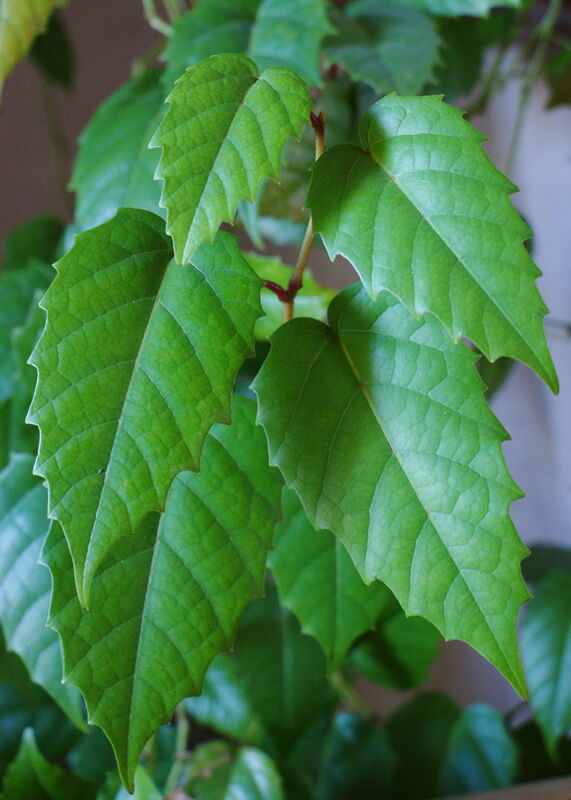 Cissus plant