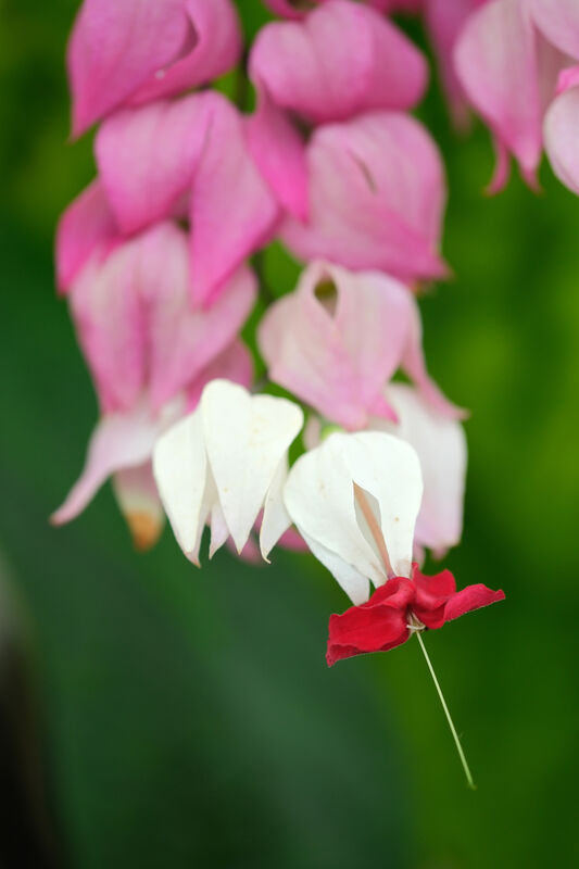 Clerodendrum plant