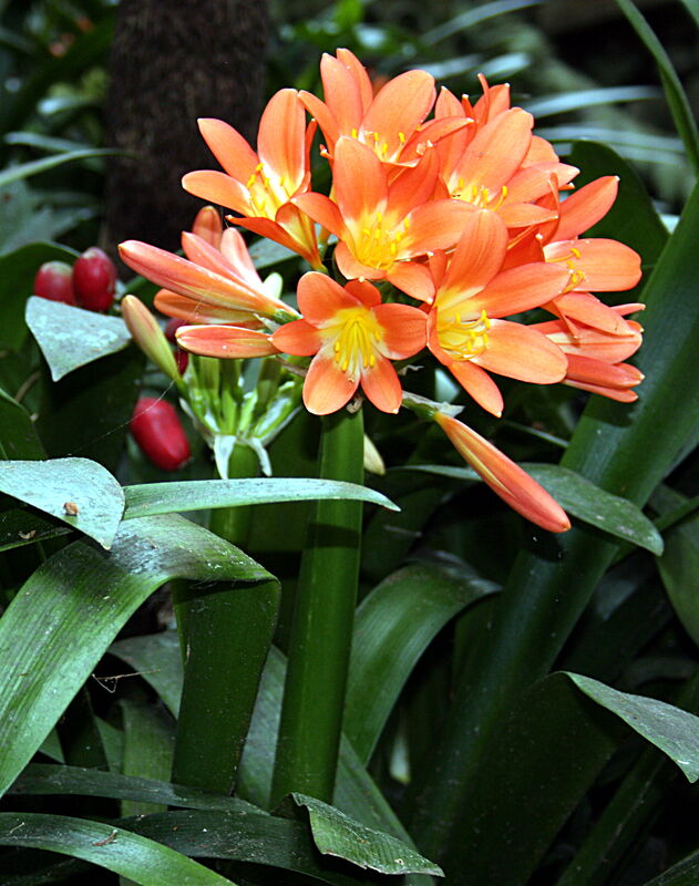 Clivia plant