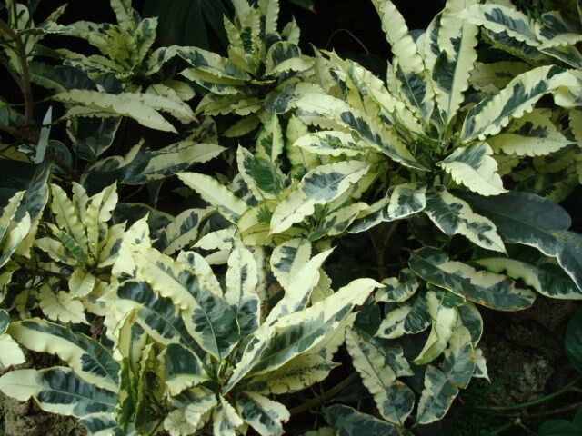 Codiaeum plant