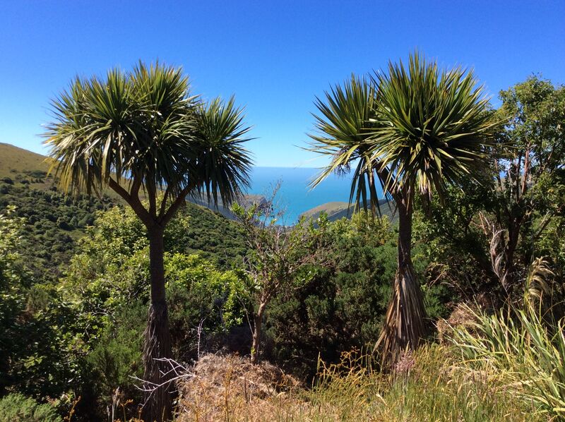 Cordyline plant