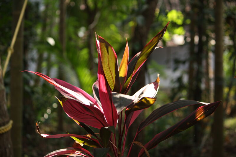 Ti Plant