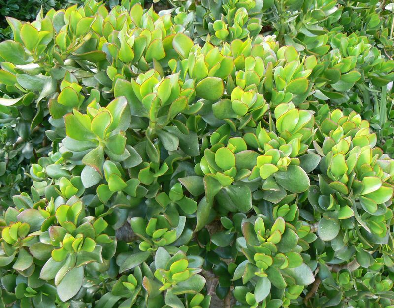 Crassula plant
