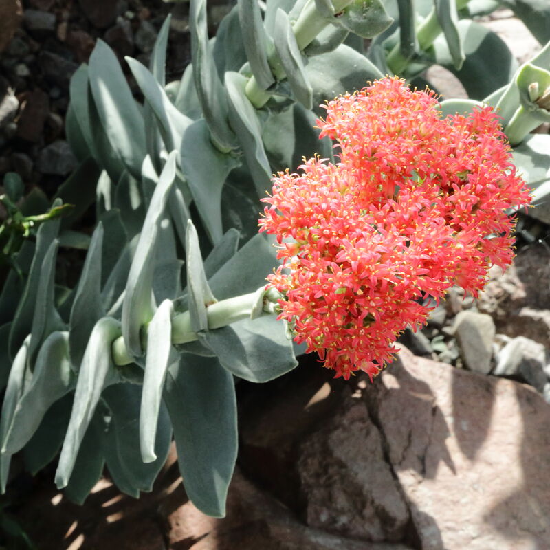Propeller Plant
