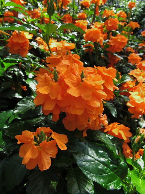 Crossandra plant