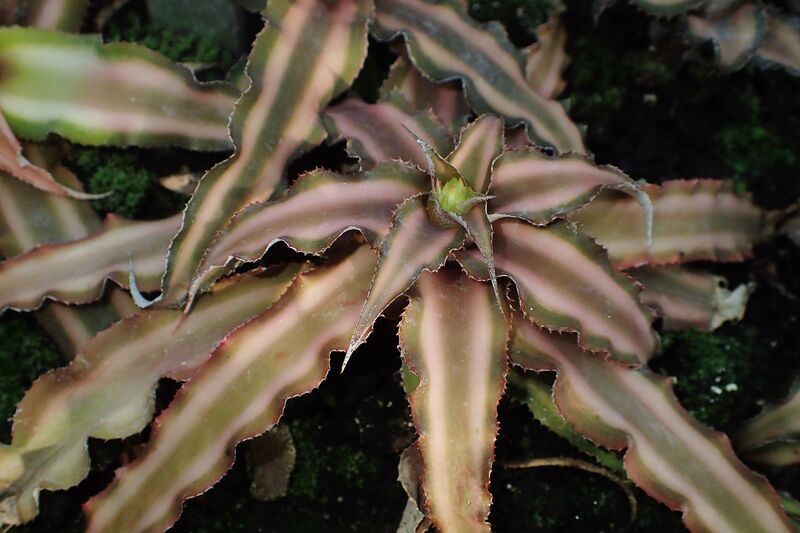 Cryptanthus plant